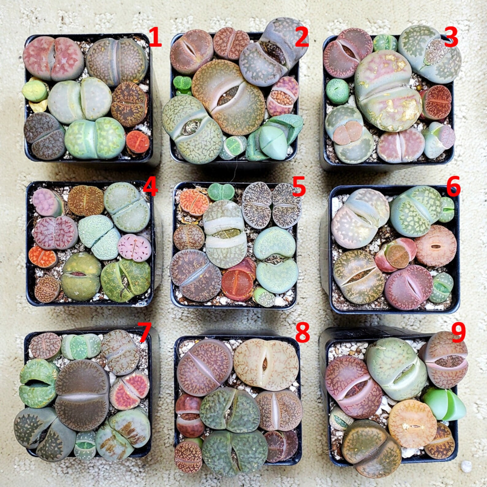 Lithops PICK YOUR POT live plant smallmed size 525 lithops Etsy