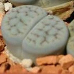 Lithops Schwantesii v. urikosensis C348 20 seeds