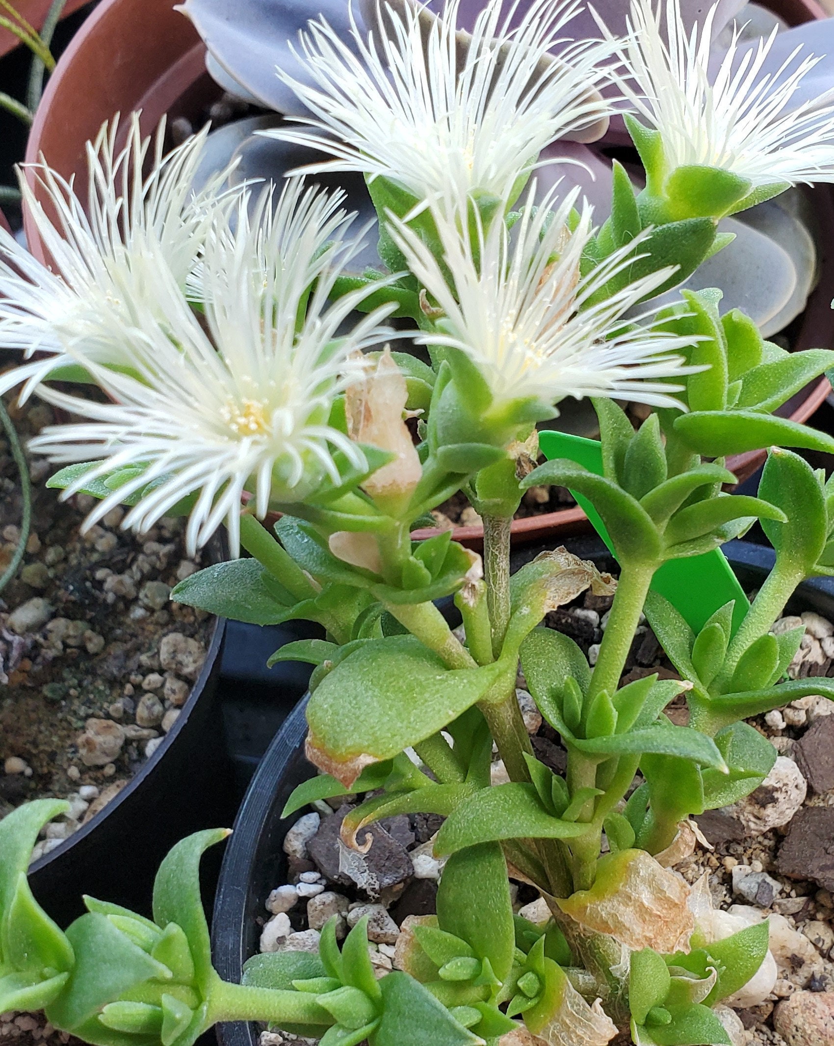 Kanna Seeds 20 Sceletium Tortuosum - Etsy