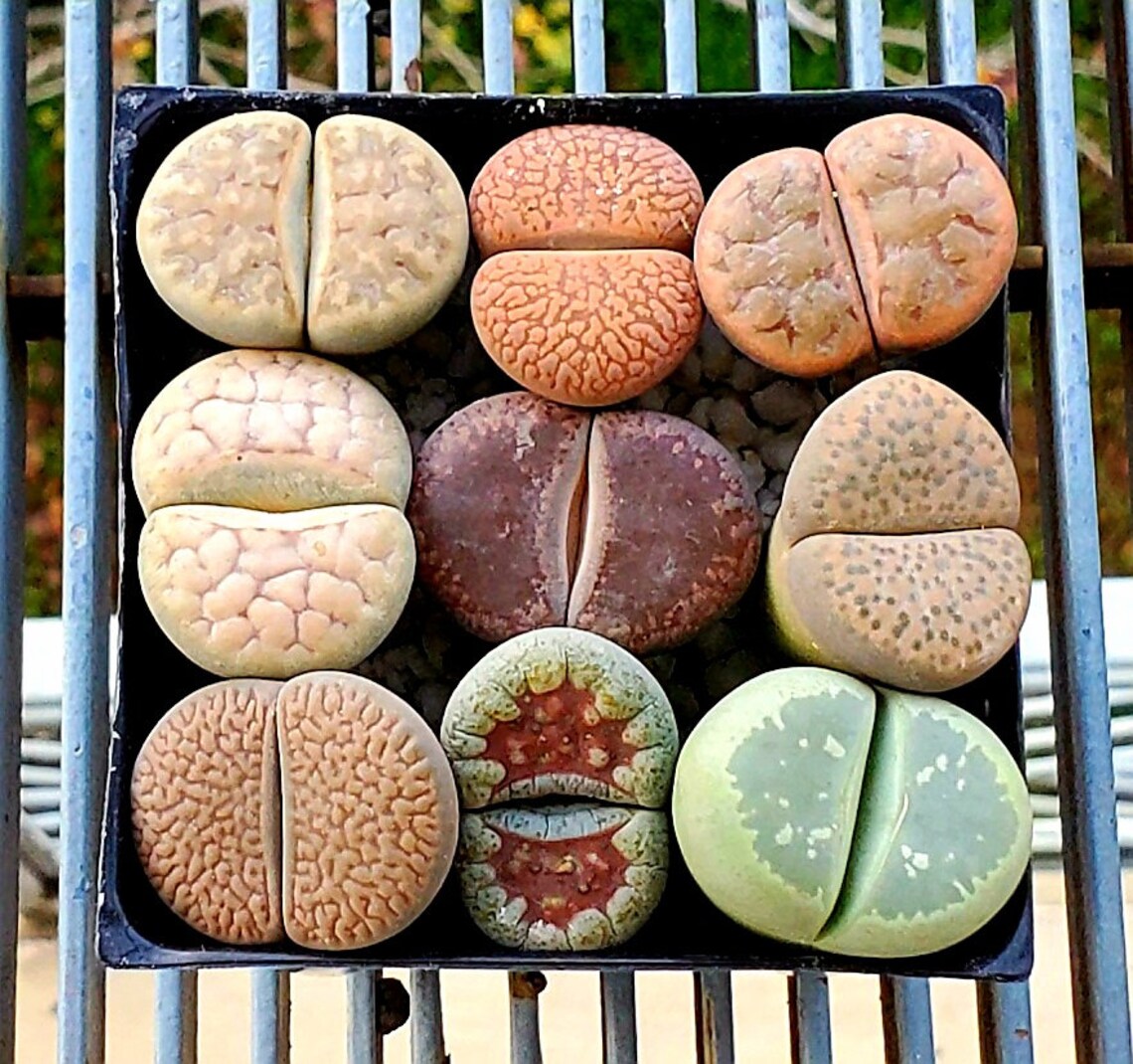 Lithops Seeds- 50 Seeds of 2 Lithops Varieties - Random Grab Bag! - Etsy