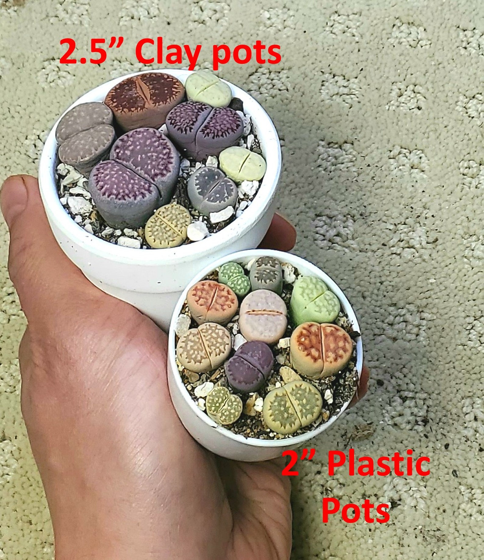Lithops PICK YOUR POT live plant smallmed size 1025 lithops Etsy