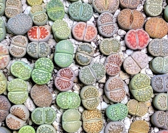 Lithops live plants 1-2 cm Random Selection