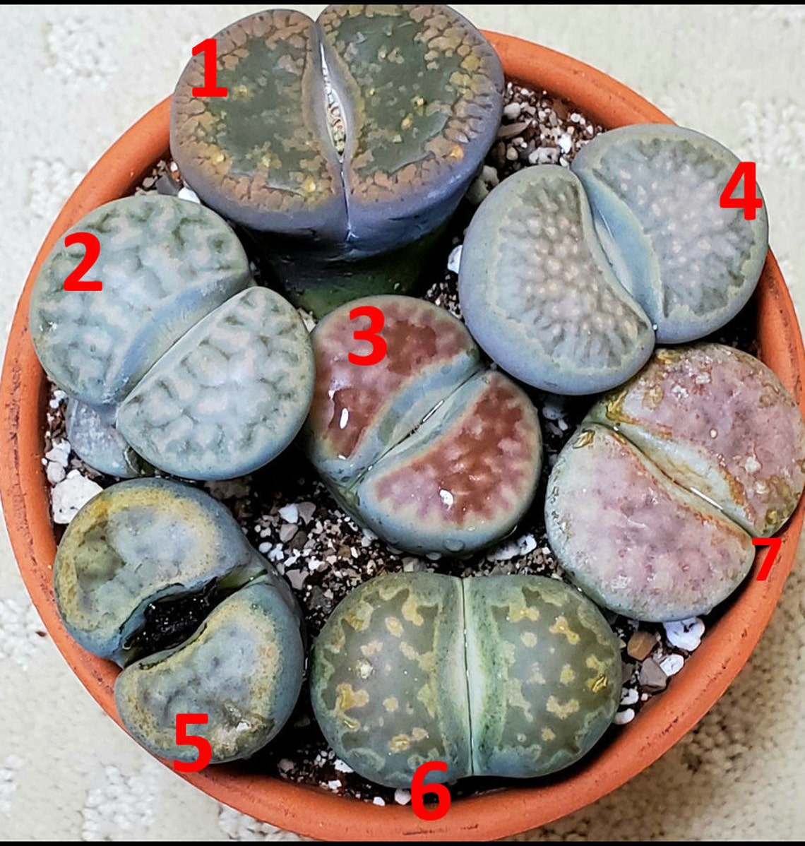 Big Lithops PICK YOUR OWN live plant Greater than 3.5cm in