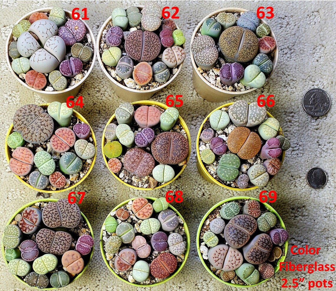 Lithops PICK YOUR POT live plant smallmed size 1025 lithops Etsy