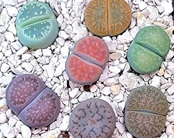 Lithops seeds mix 20, 50, 100 or 250 seeds - mix of ~200 varieties!