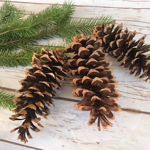 May include: Three large brown pine cones with a light brown and white color variation. The pine cones are arranged in a fan shape on a white wooden surface. A green pine branch is in the background.