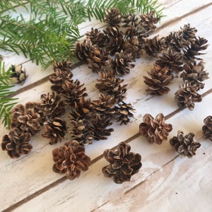 Mini pinecones, small pinecons,Christmas decor, diy, rustic decor, supplies, crafts, woodland, rustic wedding, winter floral