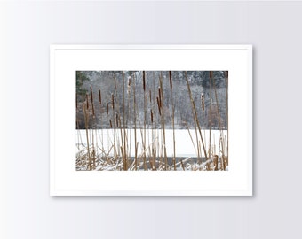 Snowy Catails Photography, Winter Lake Photography Print, Winter Wall Art, Printed Photograph