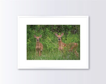 Twin Fawns Photograph, Spotted Fawns Photograph, Baby Deer, Photography Art Print, Printed Photograph