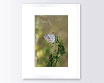 Blue Butterfly Photography, Butterfly Wall Décor, Eastern Tailed Blue, Butterfly Photograph, Printed Photograph