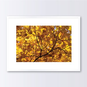 Fall Photography, Autumn Art Print, Abstract Leaves, Fall Wall Art, Printed Photograph