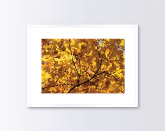Fall Photography, Autumn Art Print, Abstract Leaves, Fall Wall Art, Printed Photograph