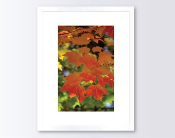 Colorful Fall Leaves Photography, Autumn Home Decor, Colorful Wall Art, Photograph Printed