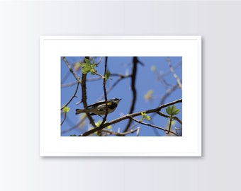 Bird Photography, Bird Photograph, Bird Wall Decor, Yellow-rumped Warbler, Photograph Printed