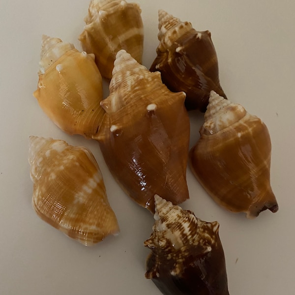 1 lb Bulk Conch Shells, Sanibel_Bulk_Shells,Crafting Shells,Terrariums and Fish Tank Supply,Hermit Crab Home, Florida Shells,Shells for Sale