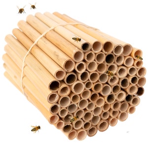 Rivajam 75 Phragmite Reed Native Mason Bee Nesting Tubes | Natural Reed Tubes for Solitary Bee House Hotel