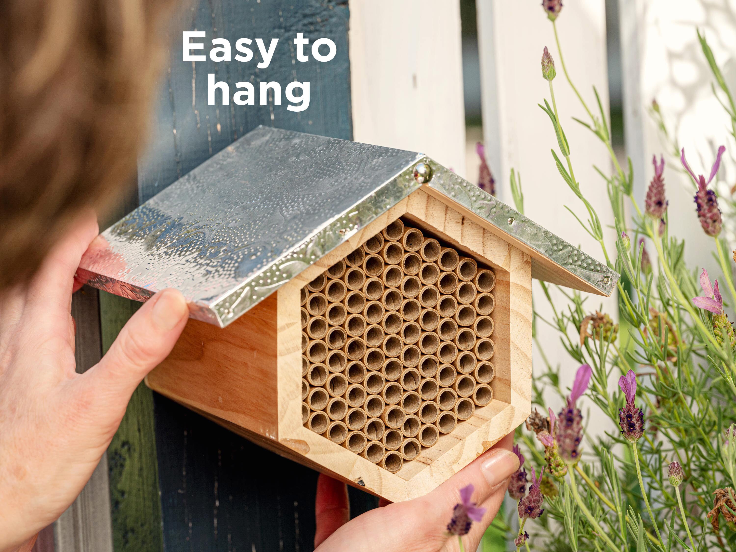 希少✨ラルム✕イロハ✨✨beehouse苗✨❤️ 希少✨ラルム✕イロハ