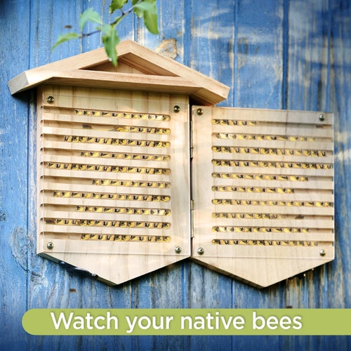 Native Bee House Observatory | Mason & Leafcutter Bees Habitat | Watch native bees lifecycle in action