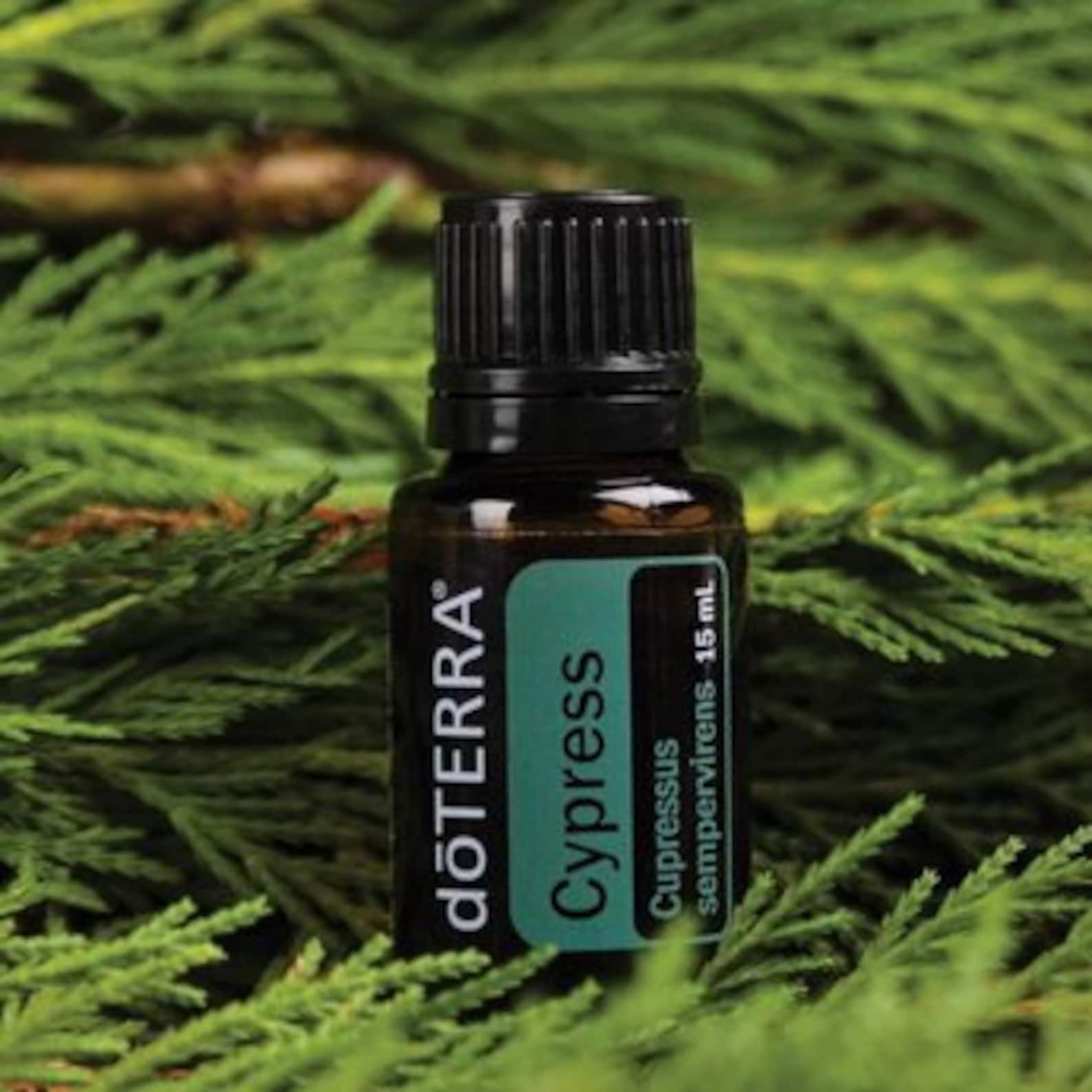 Doterra Cypress Essential Oil 15ml Etsy
