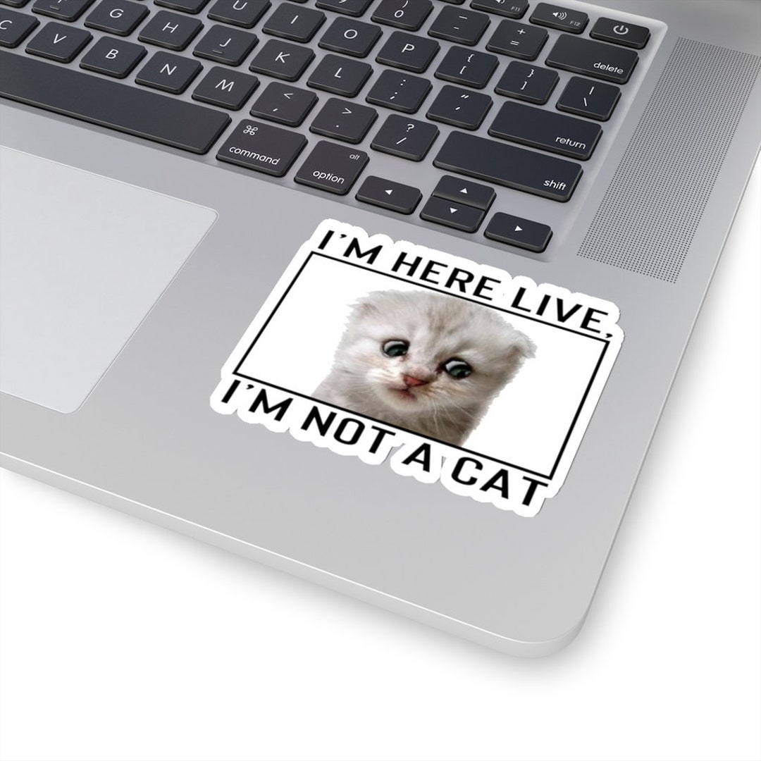 Zoom Lawyer Cat Sticker Zoom Cat Meme Sticker Funny Lawyer Zoom Judge