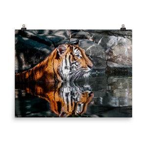 King of the Jungle - Brave Beautiful Tiger Zen in Water at NY Zoo - Animal Wall Art Poster