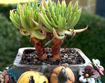 Rare plant Dudleya viscida cluster Korean import 4"