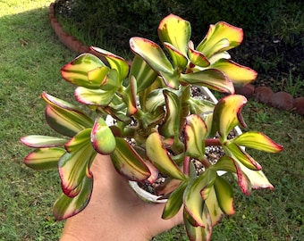 Crassula ovata 'Return of Beauty'/Mikaeri Bijin Variegated imported