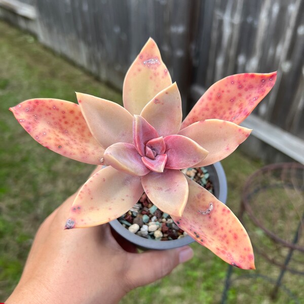 Echeveria sp Korean import