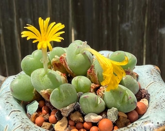 Conophytum spp. cluster Korean import