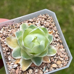 Variegated Greenovia mountain rose imported