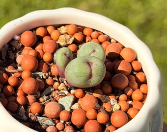 Rare succulent - conophytum vanzylii cluster. 3 heads