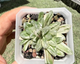 Korean import Haworthia sp cluster variegated
