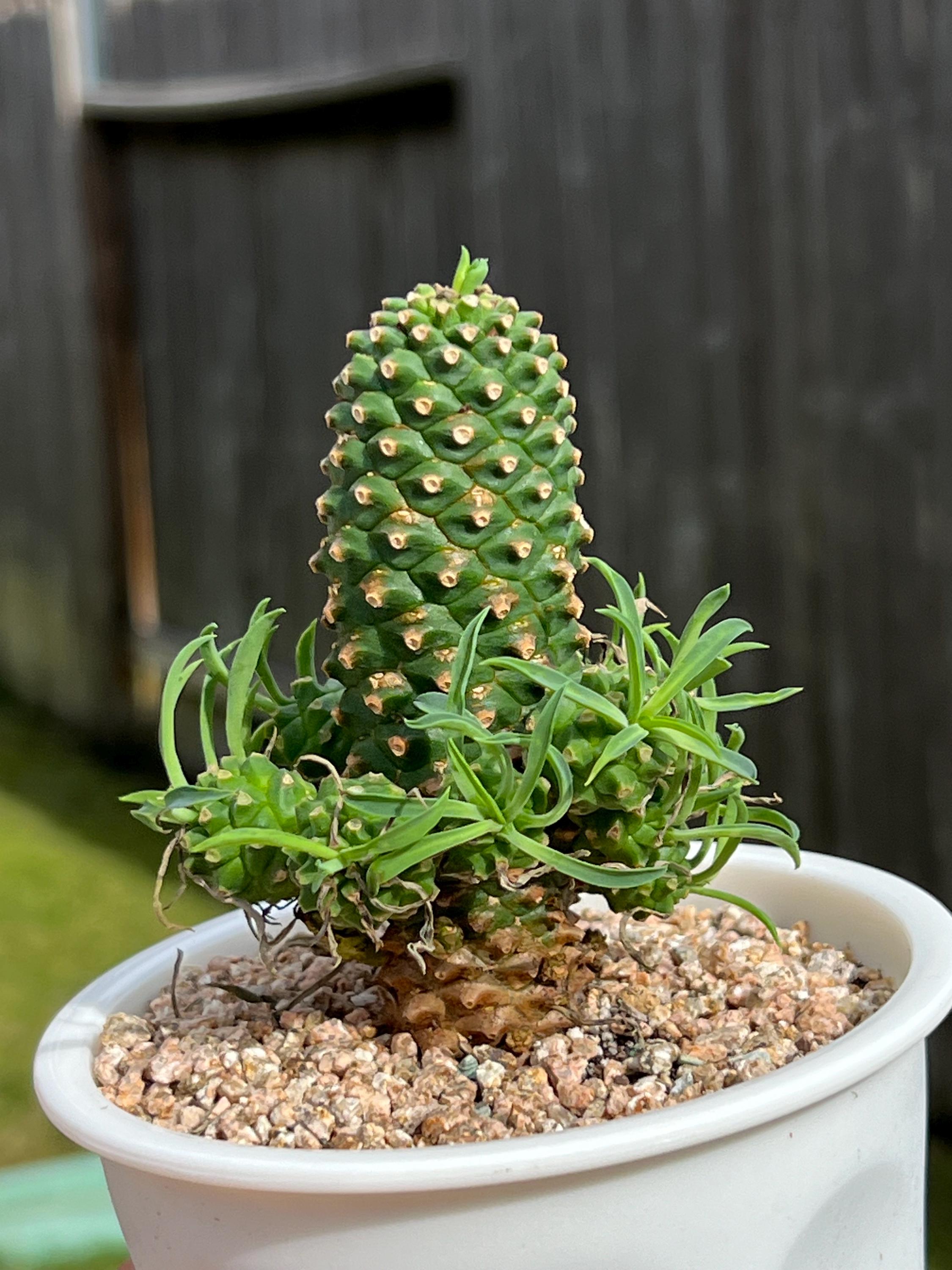 Euphorbia neohumbertii BLUE LEAF exotic madagascar palm cacti rare seed 10 seeds