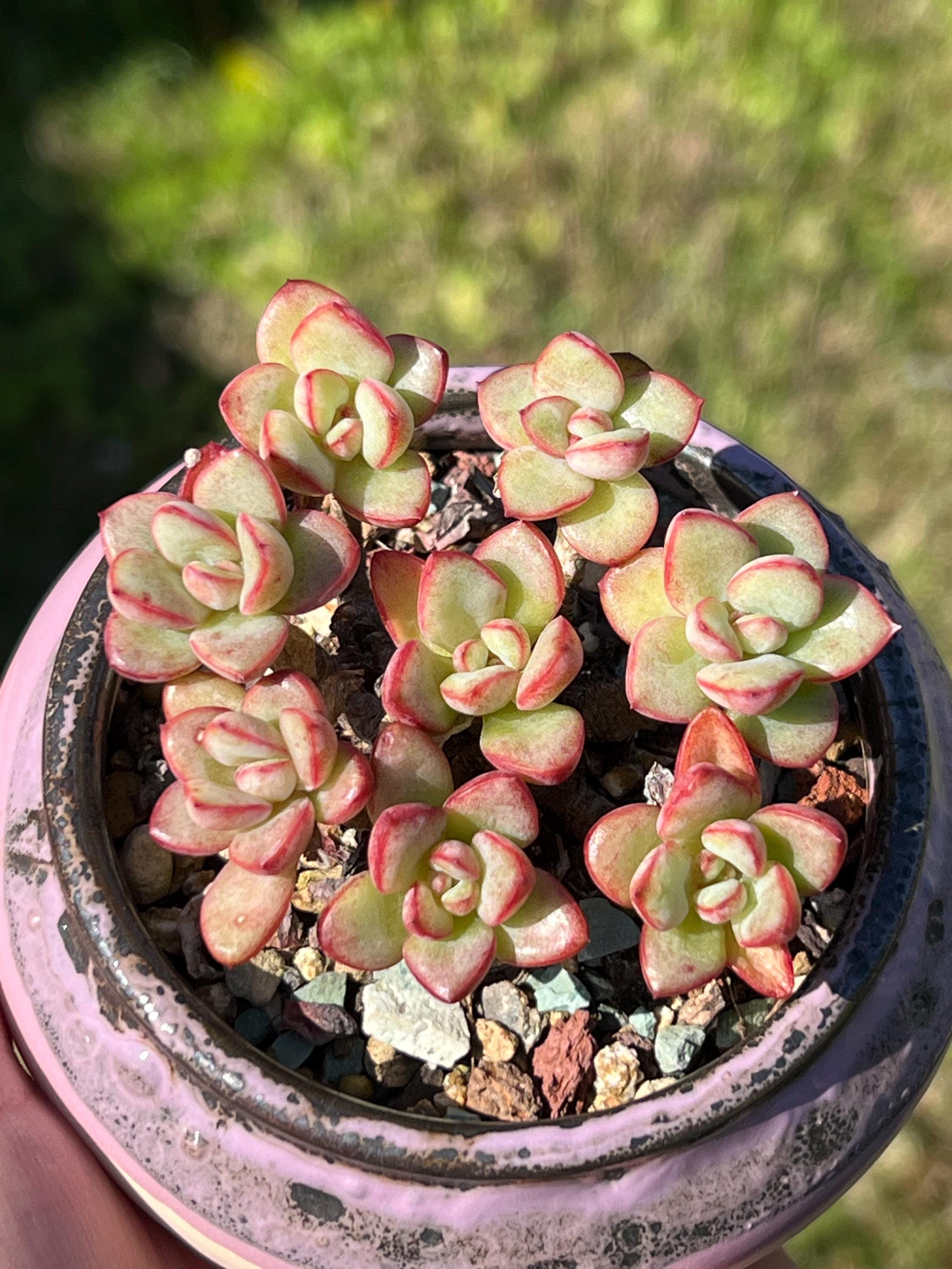ビーチボール 多肉植物 パキフィツム（楽天市場】ヒアリウム 