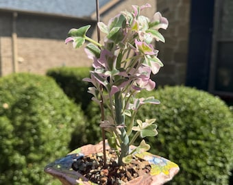 Variegated Senecio articulatus Candle Plant