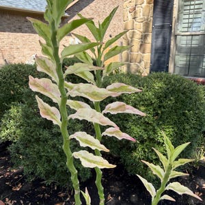 May include: A tall, upright plant with zigzagging green stems and variegated leaves. The foliage displays a mix of light green, cream, and soft pink hues, arranged in an alternating pattern along the length of the stems, reaching upward.