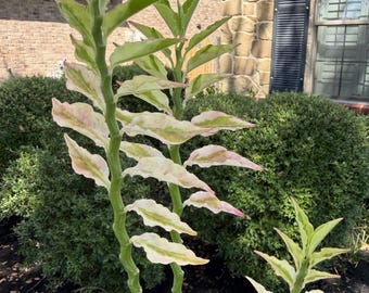 Pedilanthus Tithymaloides Variegated Pink ‘Devil’s Backbone’ Rare Succulent Live Plant