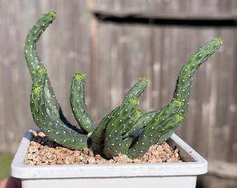 Rare Euphorbia Inermis Korean import 6" wide
