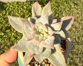 Rare variegated Graptoveria harry waston Korean import