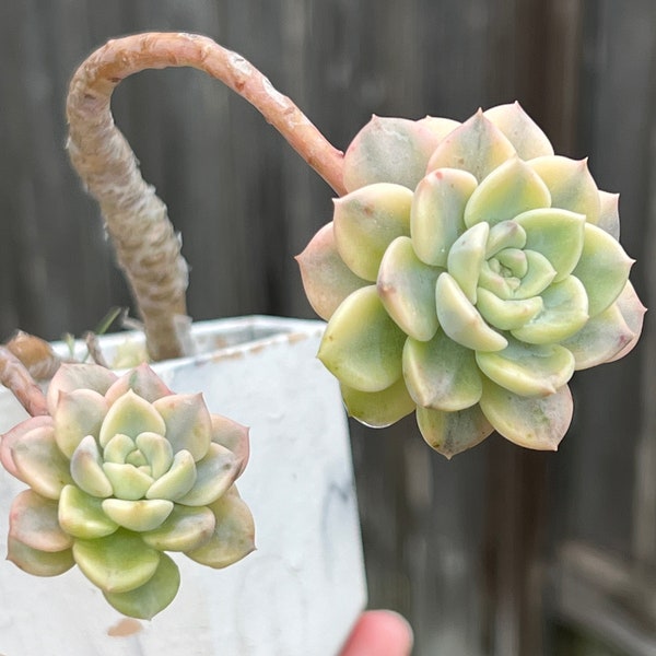 Variegated Echeveria Pink puppet Korean import