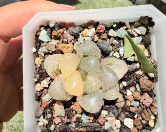 Korean import Haworthia sp variegated