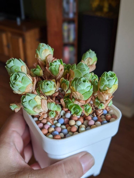 Succulent Cactus Mix Colorful Clay Pebbles, Decorate Your Plant - Etsy