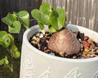 Root ball (Dioscorea elephantipes ?) 1.5" Korean imported