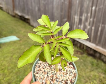 Kalanchoe prolifera 8” tall Korean import