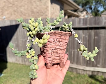 Variegated Astridia velutina Dinter & Schwantes cluster