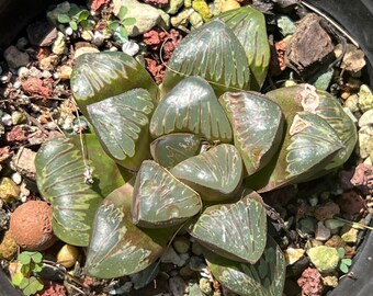 Haworthia silver turtle Rare Succulents