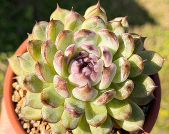 Echeveria sone jelly 4" wide Korean imported