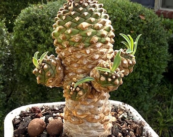 Euphorbia Hypogaea ‘Pineapple’ cluster