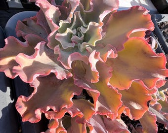 Large size Echeveria moon river cluster Korean import