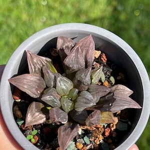 Korean import Haworthia magnifica v.atrofusca